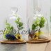 Glass Display Cloche Bell Flower Jar Dome Immortal Preservation with Wooden Base   132613488576